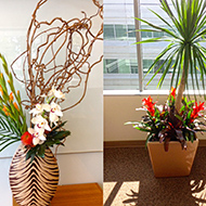 Beautiful Home and Office Plants in San Jose, CA