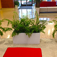 Ferns in white planters